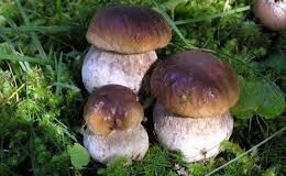 FUNGHI